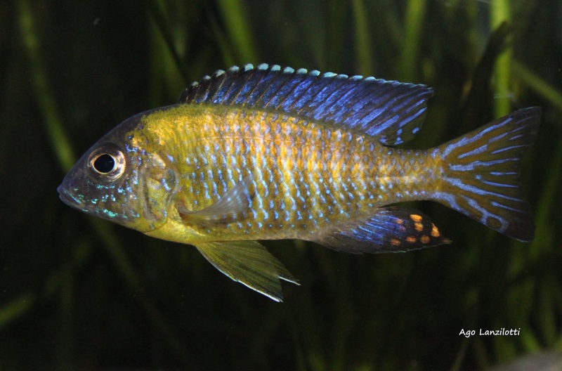 Aulonocara stuartgranti 'Undu Reef'